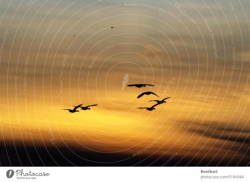 landende Gänse am Abendhimmel Gans Vogel Tier Wildgans Tiergruppe Zugvogel Umwelt Schwarm Wildtier Vogelflug Vogelzug Vogelschwarm Zugvögel Bewegung