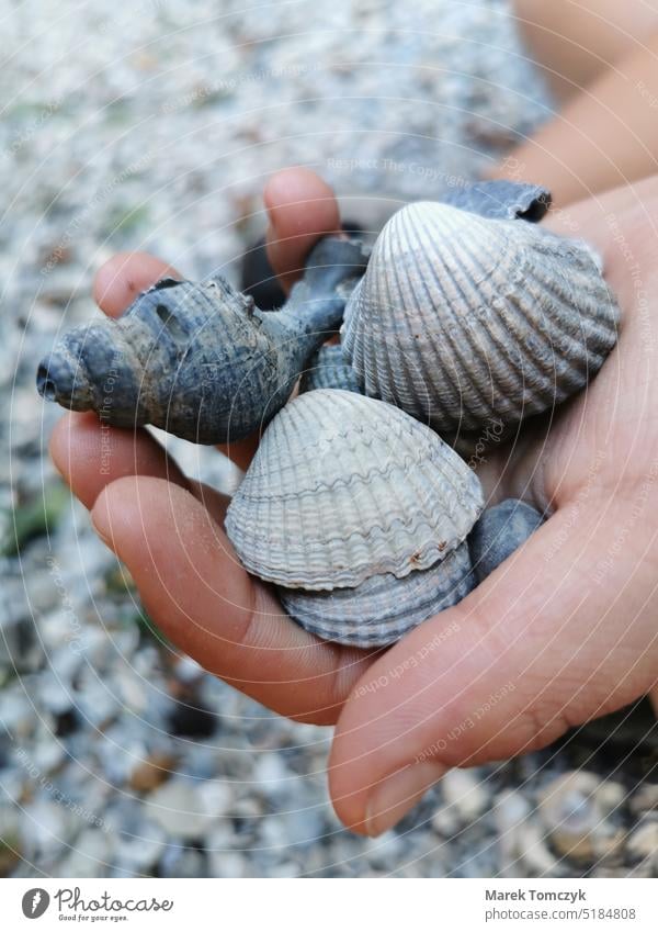 Muscheln in der Hand muscheln Muschelschale muschelsucher sammeln Strand Ferien & Urlaub & Reisen Außenaufnahme Nahaufnahme Küste Farbfoto Tag Detailaufnahme