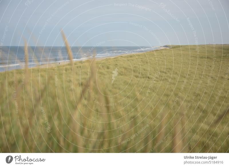 Blick durch Dünengras auf Strand, Meer, einsame Spaziergänger und Leuchtturm Küste Nordseeküste Landschaft einsamer Spaziergänger Ferien & Urlaub & Reisen