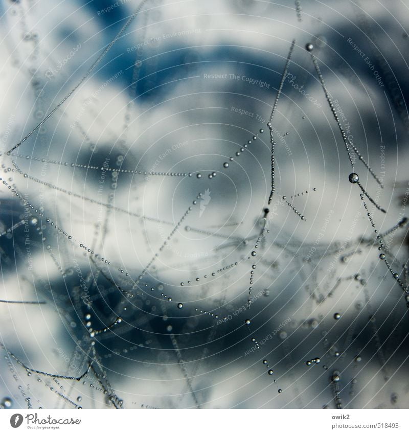 Spinnenseide Umwelt Natur Tier Wassertropfen Himmel Wolken Klima Wetter glänzend hängen leuchten dünn fest klein nah nass Wachsamkeit geduldig ruhig Idylle