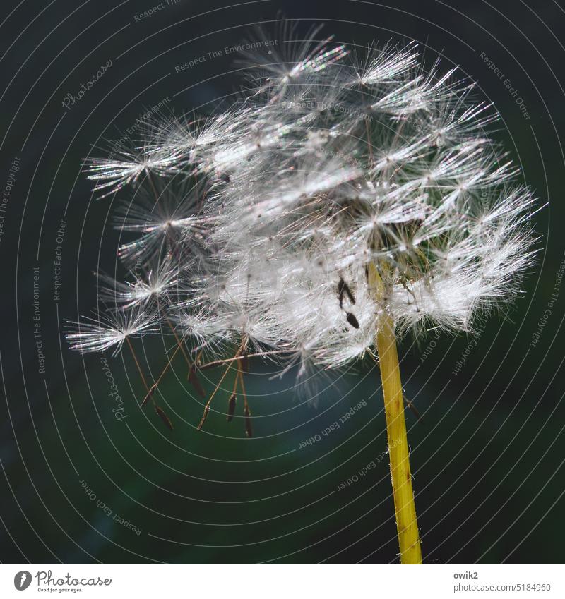 Sturmfrisur Pusteblume Wildpflanze Samenpflanze Pusteblumefähnchen Sporenkapsel hängen Zusammensein zerbrechlich Schweben zierlich Korbblütengewächs Nahaufnahme