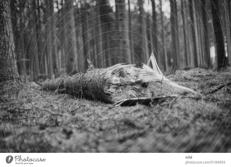 Abgeholzt – Verfaulsdatum Wald Waldsterben Umwelt Holz Forstwirtschaft Abholzung Totholz Zerstörung Baumstamm Nutzholz Natur Brennholz Analogfoto Ilford