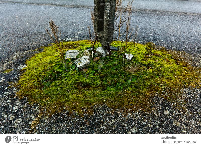 Moos moos straße asphalt bürgersteig straßenrand bordstein bordsteinkante beton pfahl grenze grenzstein meilenstein landmarke verkehrsinsel markierung