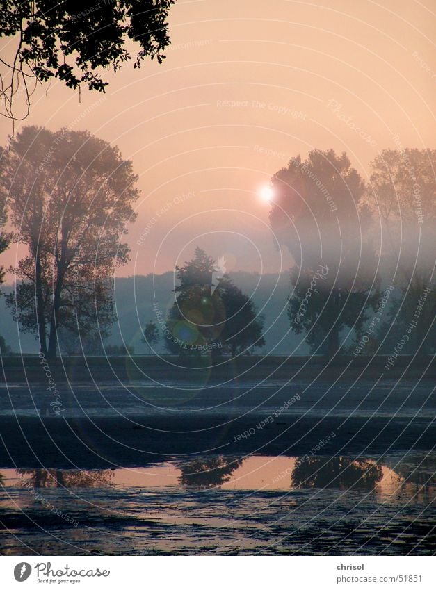 Morgendunst Reflexion & Spiegelung See Nebel Trauer Baum Morgendämmerung Traurigkeit