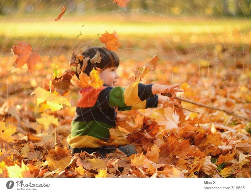 Dirigent Freizeit & Hobby Spielen Kinderspiel Mensch maskulin Kleinkind Kindheit 1 1-3 Jahre 3-8 Jahre Natur Herbst Schönes Wetter Blatt Garten Park Wald werfen