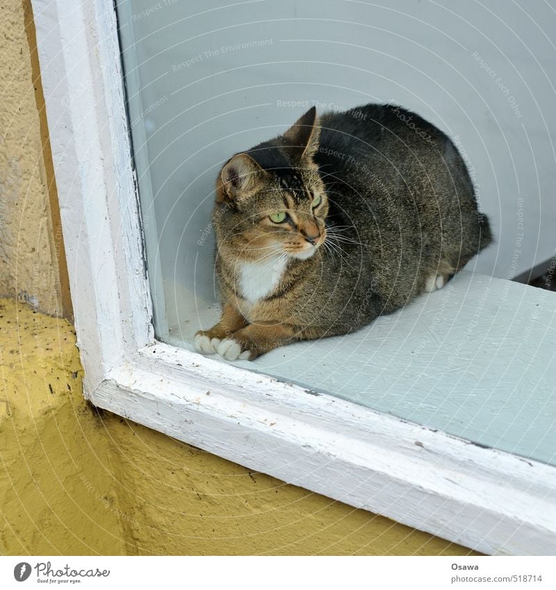 Schaufenster Haus Fenster Tier Haustier Katze 1 beobachten Denken hocken Blick sitzen ästhetisch dick elegant schön braun gelb schwarz weiß Zufriedenheit