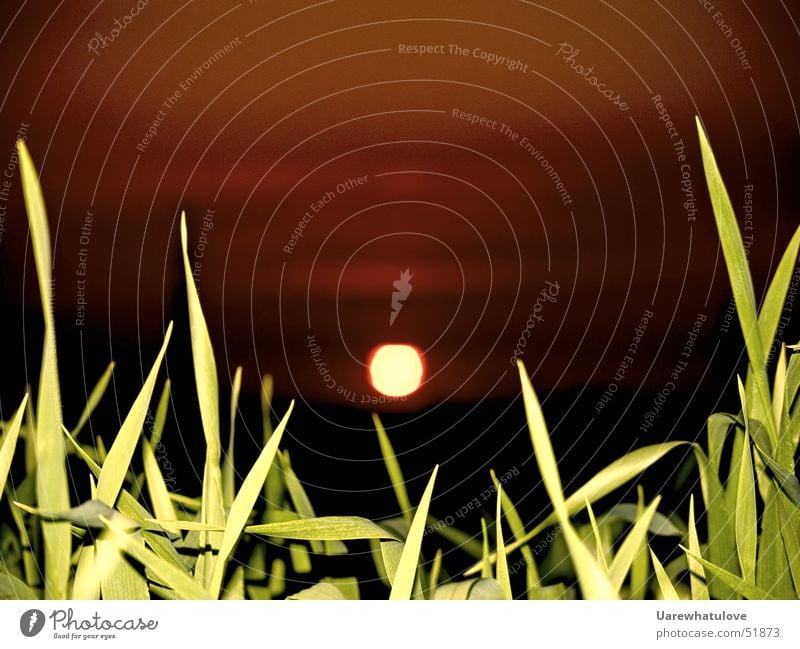 Sonnenuntergang in Essen Halm rot grün Nacht Langzeitbelichtung grass