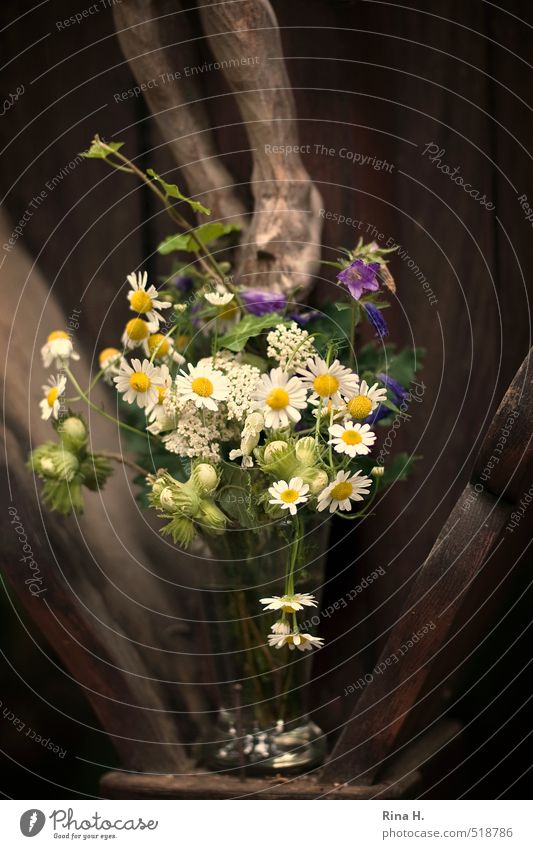 Blumen für Jesus Blühend authentisch Güte Hoffnung Glaube demütig Religion & Glaube Liebe Jesus Christus Geschenk Stillleben Fuß Beine Christliches Kreuz