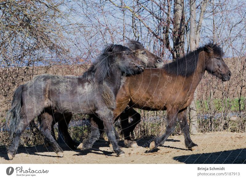 drei Islandpferde laufen fröhlich gemeinsam auf dem Paddock togetherness friends agile cheeky playful free action joy activity friendship jump power horses two