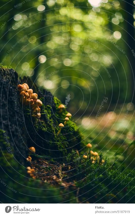 kleine Pilze im Wald Waldboden grün Natur Herbst Moos natürlich Außenaufnahme Umwelt braun Farbfoto Pflanze Schwache Tiefenschärfe Menschenleer Pilzhut