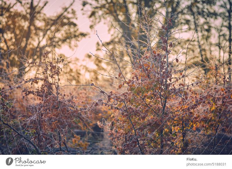 Junge Bäume an Wintermorgen Baum Wald Frost kalt Natur Landschaft weiß Wetter Winterstimmung Menschenleer Winterwald Wintertag Winterlandschaft Umwelt