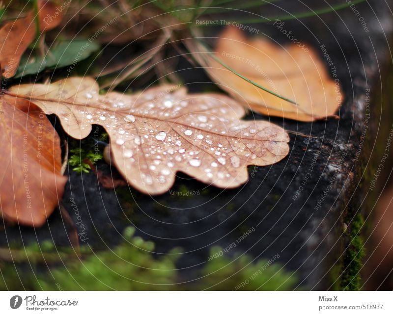 Eichenblatt Wassertropfen Herbst Regen Blatt nass Vergänglichkeit Tau Tropfen Herbstlaub Herbstwetter herbstlich Farbfoto Gedeckte Farben Außenaufnahme