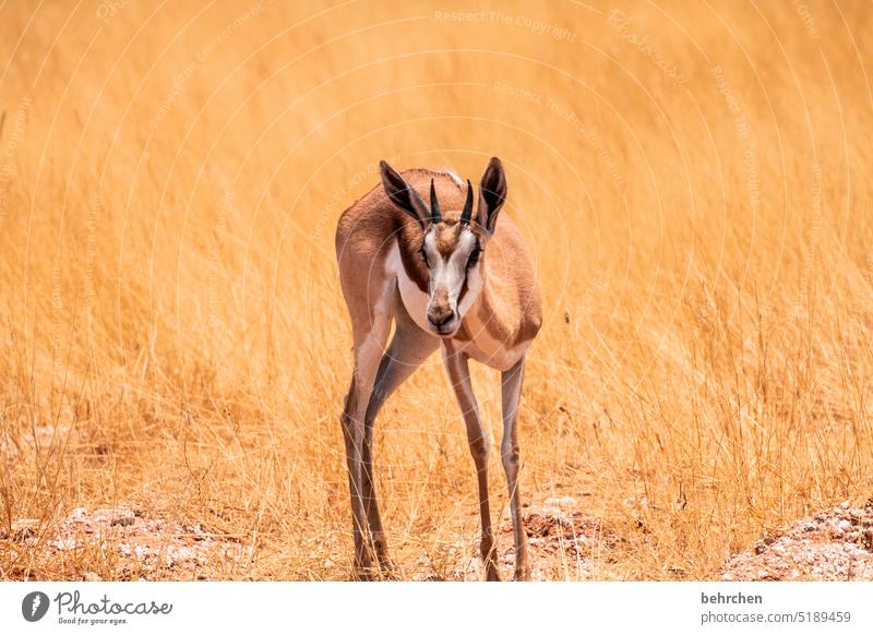 klein und fein Einsam allein Antilopen Springbock etosha national park Etosha Etoscha-Pfanne Wildtier fantastisch außergewöhnlich Tierporträt frei wild Wildnis