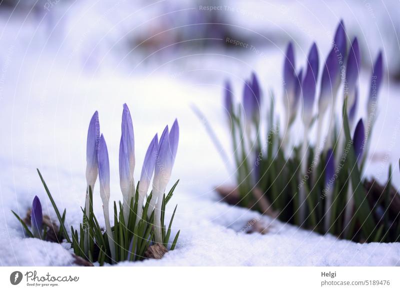 Elfen-Krokusse im Schnee Dalmatiner Krokus Crocus Schwertliliengewächs Frühblüher Zierpflanze Blume Blüte blühen wachsen Februar Kälte kalt frostig Frost Winter