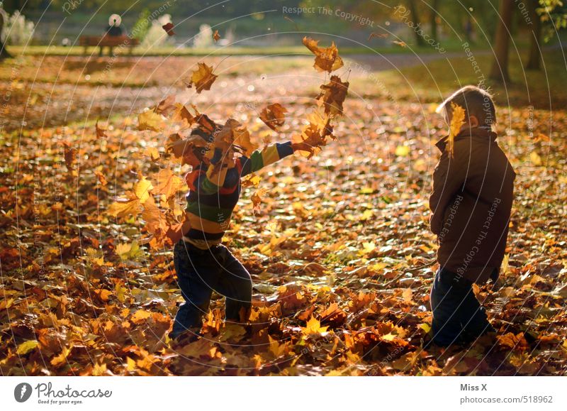 Laubschlacht Freizeit & Hobby Spielen Kinderspiel Kleinkind Geschwister Bruder Freundschaft Kindheit 2 Mensch 1-3 Jahre 3-8 Jahre Herbst Baum Blatt Park Wald