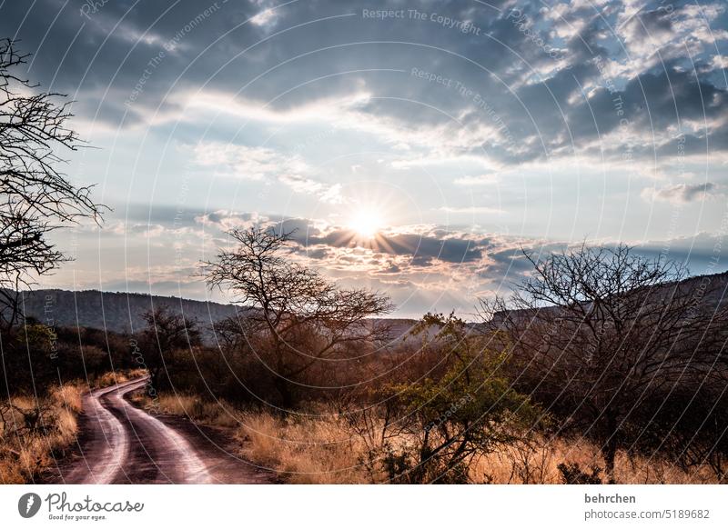 wenn es abend wird Wärme Waterberg Afrika Namibia Landschaft Ferne Fernweh Ferien & Urlaub & Reisen besonders Natur traumhaft Himmel Abenteuer Wege & Pfade