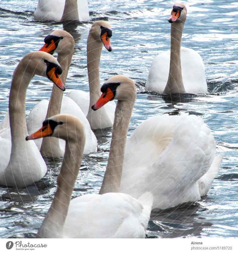 illustre Gesellschaft Schwan See weiß frei Wasser Schwimmvogel Wasservogel Vogel Zürich See Stolz Schwäne Gruppe Schwimmvögel Wasservögel schwimmen edel