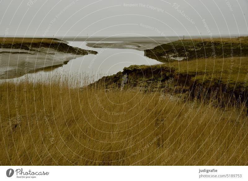 Langwarder Groden Nordsee Meer Wasser Küste Natur Landschaft Marschland Wattenmeer Priel Salzwiese Umwelt Vogelschutzgebiet Nordseeküste Gezeiten Ruhe Gras