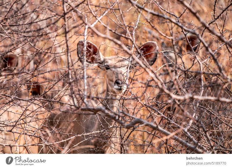 tarnung in perfektion Waterberg Außenaufnahme Afrika Namibia Landschaft Fernweh Ferien & Urlaub & Reisen besonders Abenteuer Natur Farbfoto Kudu Wildnis