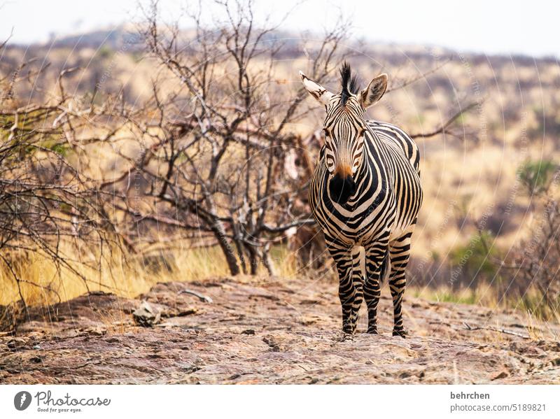 gestreift Gras Umwelt Tierschutz Tierliebe Zebrastreifen beeindruckend Abenteuer besonders Freiheit Natur Ferien & Urlaub & Reisen Landschaft Namibia Afrika