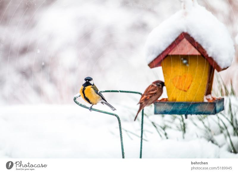 wintervögel Winterzeit Winterstille winterlich Wintertag Winterstimmung traumhaft schneetreiben Schneefall kalt Schneeflocke Tierschutz Kohlmeise Futter