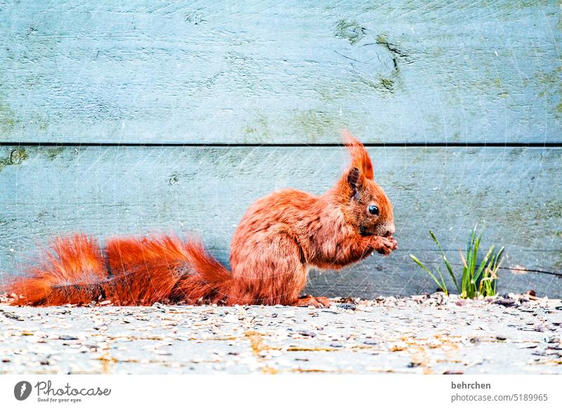 yummy yummy Tiergesicht Tierporträt Farbfoto Tierliebe niedlich Eichhörnchen beobachten Neugier Außenaufnahme Menschenleer Garten frech klein lustig Wildtier