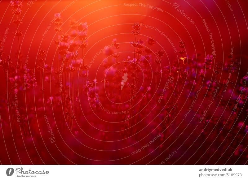 Nahaufnahme von Sträuchern Lavendel blühenden duftenden Felder auf Sonnenuntergang. Lavendel lila aromatischen Blüten auf Lavendelfeldern der französischen Provence in der Nähe von Paris.