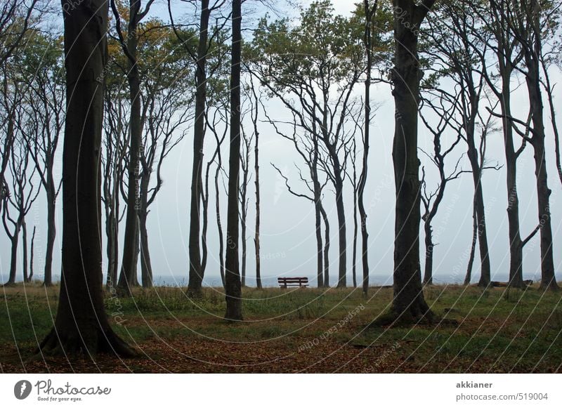 Gespensterwald mit Bank Umwelt Natur Landschaft Pflanze Himmel Herbst Baum Wald dunkel hell kalt natürlich Buchenwald Parkbank Farbfoto Gedeckte Farben