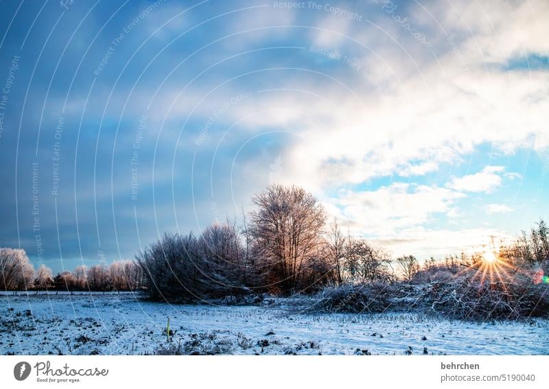 weiße weihnacht Sonnenstrahlen Sonnenlicht Schneefall ruhig Umwelt Wiese Feld Wald Winter Himmel Natur frieren Jahreszeiten Märchenhaft Schneelandschaft