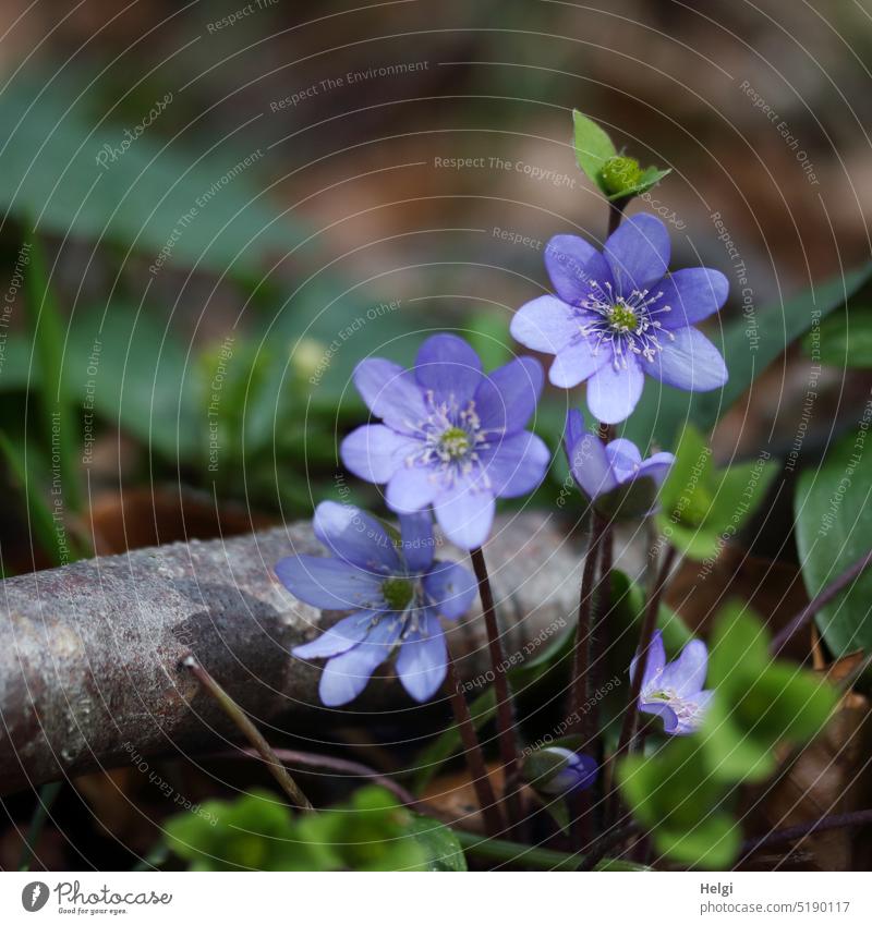 Leberblümchen im Wald gewöhnliches Leberblümchen dreilappiges Leberblümchen Ranunculacea Hahnenfußgewächs Leberblümchenwald Frühblüher Frühling blühen wachsen