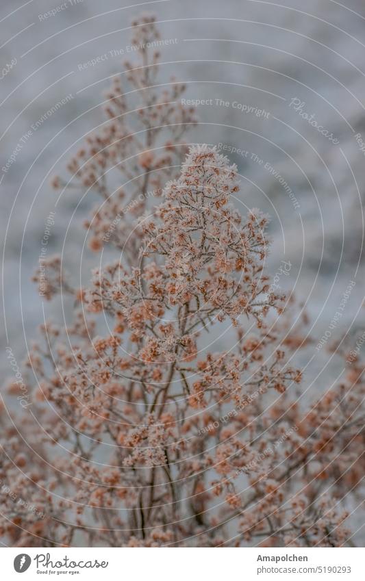 Blätter und Beeren im Eis gefroren Winter / Frühling Schnee kalt Frost Raureif frieren Blatt Nahaufnahme Makroaufnahme Pflanze Eiskristall Natur Außenaufnahme