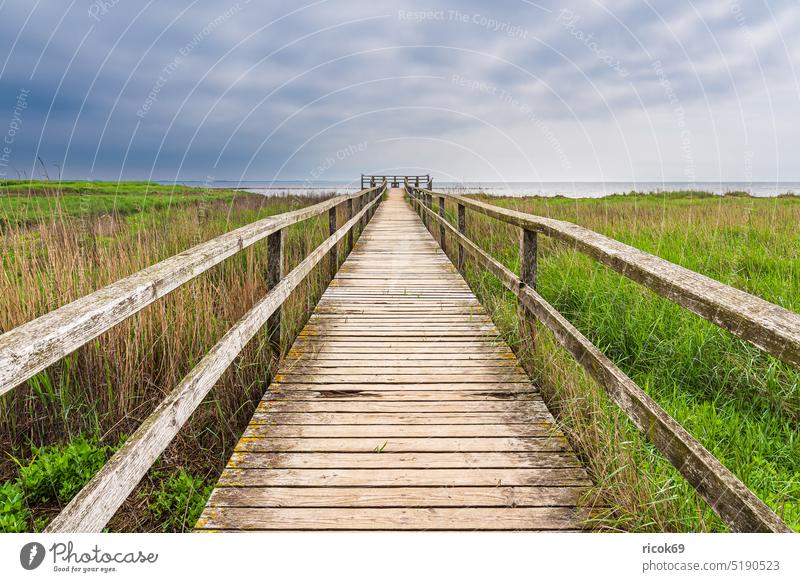 Bohlenweg zu einem Aussichtspunkt beim Ort Nebel auf der Insel Amrum Weg Holzweg Wattenmeer Schleswig-Holstein Küste Reise Gras Urlaub Nordfriesische Insel