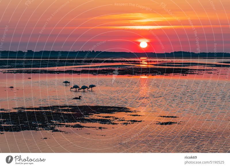 Sonnenaufgang im Wattenmeer auf der Insel Amrum Priel Norddorf Schleswig-Holstein Küste Schlick Sand Nordfriesische Insel Nordsee Nordseeküste Landschaft Natur