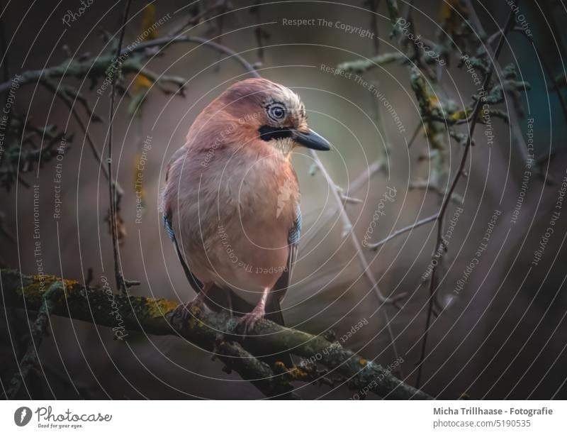 Eichelhäher im Baum Garrulus glandarius Tiergesicht Kopf Schnabel Auge Flügel Feder Beine Krallen Gefieder gefiedert Vogel Zweige u. Äste Blick Wildtier Natur