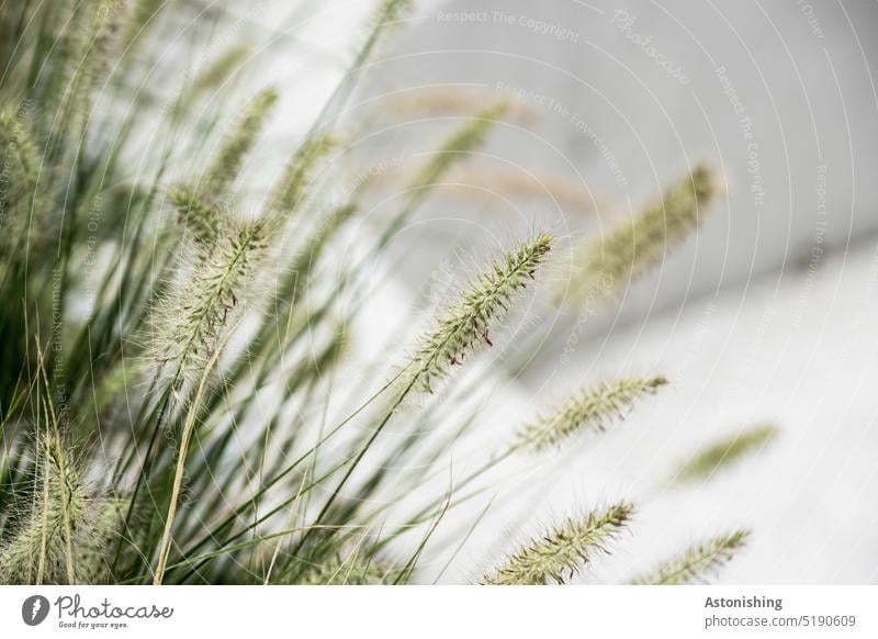 Gräser Natur Pflanze fein Detail grün Wachstum Umwelt Blüte weiß klein Farbfoto natürlich zart Blume Sommer Nahaufnahme schön Außenaufnahme Makroaufnahme Garten