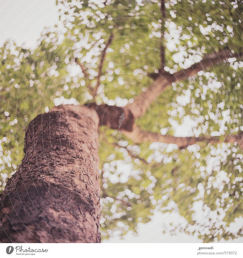 Tree Pflanze Baum natürlich braun grün Natur Umwelt stark oben Baumstamm Baumkrone analog Quadrat Außenaufnahme Unschärfe nachhaltig Baumrinde