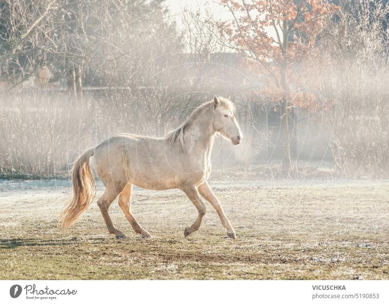 Schöne Lusitano Palomino Pferd läuft Galopp auf nebligen Natur Hintergrund Lusitano-Pferd schön Palomino-Pferd galoppieren im Freien Pferde laufen Reiterin