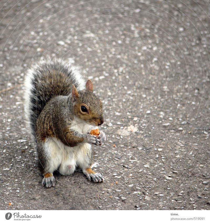 First Class Straße Tier Wildtier Tiergesicht Fell Pfote Eichhörnchen 1 beobachten Essen festhalten sitzen Neugier niedlich wild weich braun Nervosität Gier