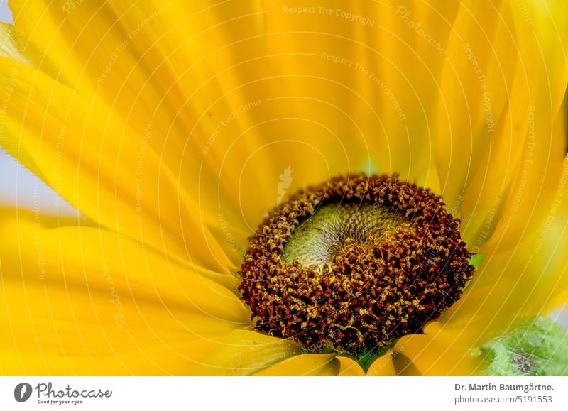 Staudensonnenblume, Helianthus decapitalis, Blütenstand blühen mehtjährig ausdauernd aus Nordamerika winterhart Korbblütler Asteraceae Sorte Gartenform