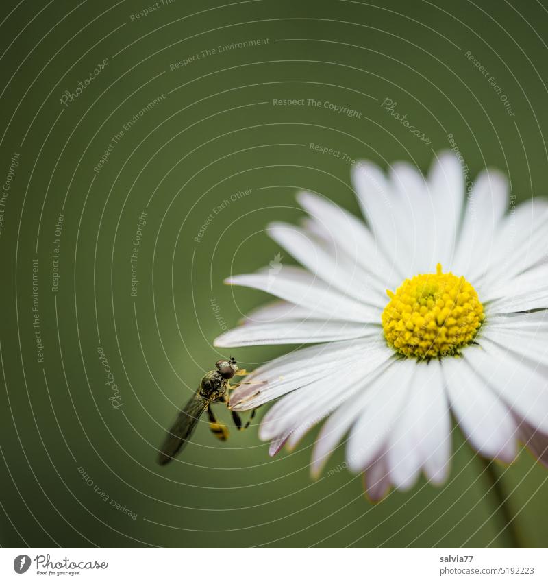 Schwebefliege ruht sich auf Gänseblümchen aus Maßliebchen Tausendschön Bellis Makroaufnahme Bellis perennis Blüte Blume Frühling Nahaufnahme Farbfoto weiß Gras