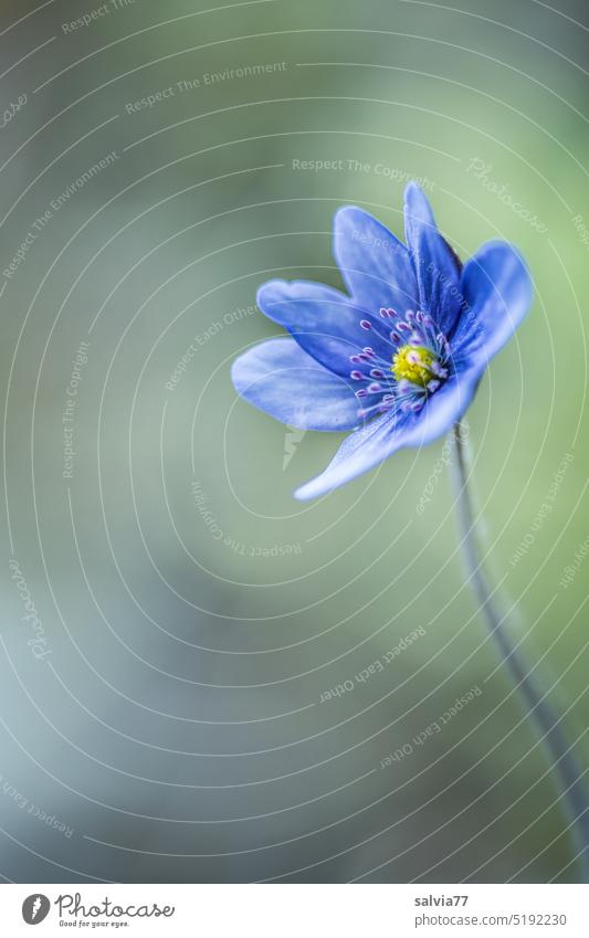 Blümelein, so zart und fein, steht ganz allein Leberblümchen Hepatica nobilis Frühling Blume Pflanze Natur Blüte Nahaufnahme Farbfoto Schwache Tiefenschärfe