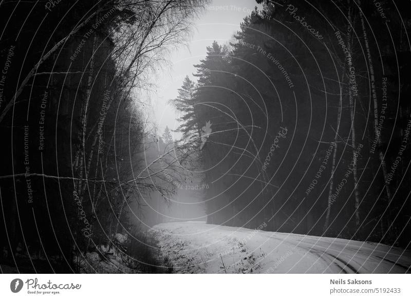 manche Bäume biegen sich, manche stehen gerade, manche brechen Nebel Wald Straße Schnee Winter sich neigende Bäume Birke Serpentinen Natur Landschaft reisen