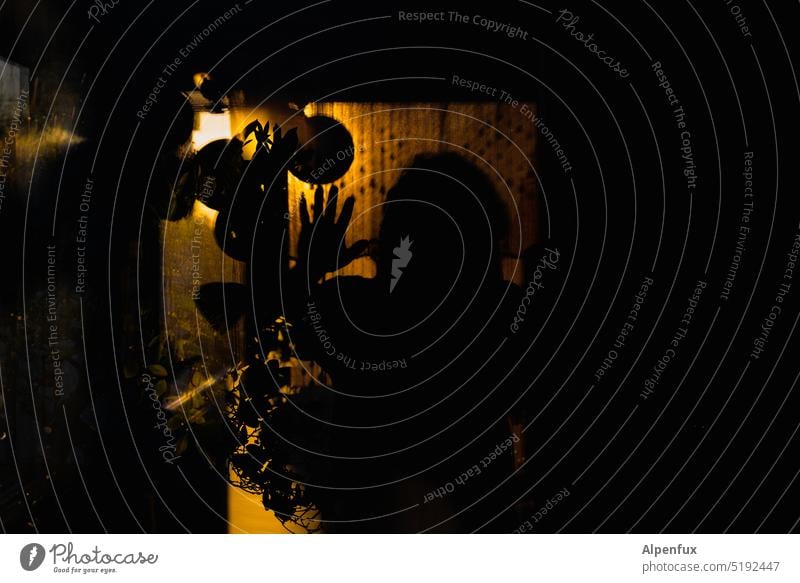Mit rätselhaften Grüßen Schatten Spiegelung Reflexion & Spiegelung Licht Glas Kontrast Fenster Fensterscheibe Pflanze Sonnenuntergang Glasscheibe geheimnisvoll