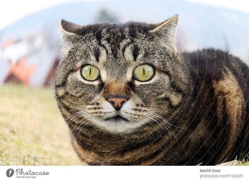 Weitwinkelaufnahme von einer Katze mit lustigem Blick katze erschrecken überrascht überraschung verblüfft ungläubig empört erschreckt erschrocken witzig augen