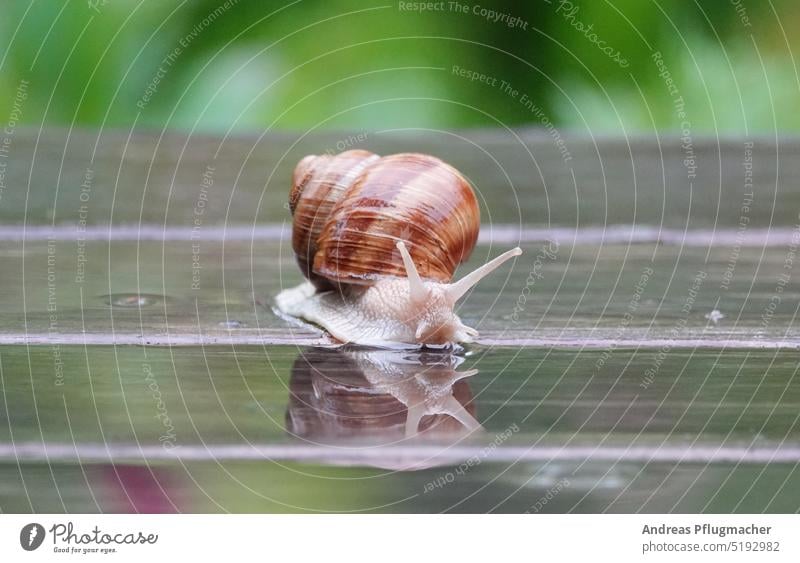 Schnecke spiegelt sich in einer Pfütze Weinbergschnecke Regen Spiegelung Garten Natur langsam nass Wasser Spiegelbild