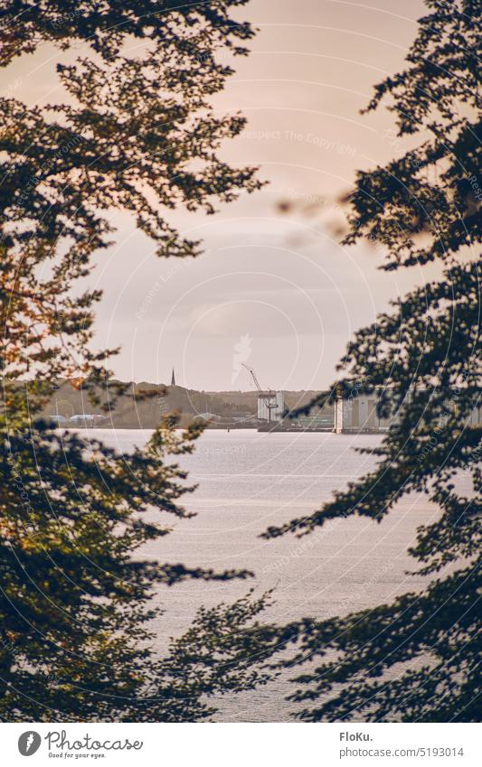 Blick auf Flensburg von Dänemark aus Flensburger Förde Baum Bäume Baumkrone Laub Blätter Hafen Hafenstadt Natur Herbst Wald Außenaufnahme herbstlich Herbstlaub