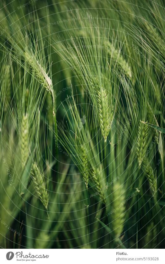 Grüne Gerste Pflanze Nahaufnahme grün Feld Natur Getreide Sommer Ähren Außenaufnahme Farbfoto Landwirtschaft Wachstum Nutzpflanze Kornfeld Getreidefeld Ackerbau