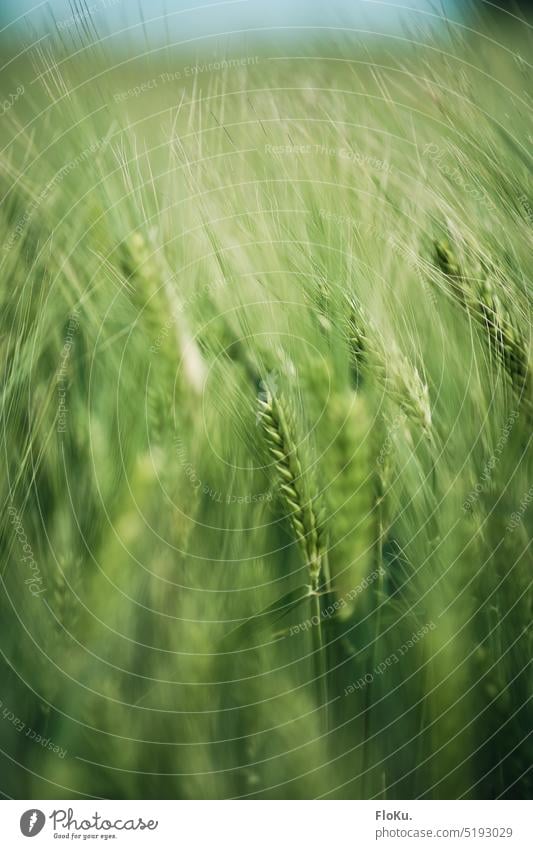 Grüne Gersten Ähren Pflanze Nahaufnahme grün Feld Natur Getreide Sommer Außenaufnahme Farbfoto Landwirtschaft Wachstum Nutzpflanze Kornfeld Getreidefeld