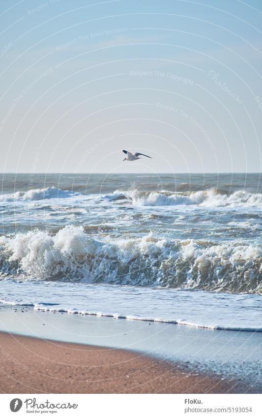 einsame Möwe über Brandung Nordsee Nordseeküste Welle Meer Ozean Vogel fliegen Strand Gischt Küste Wellen Natur Wasser Himmel Ferien & Urlaub & Reisen