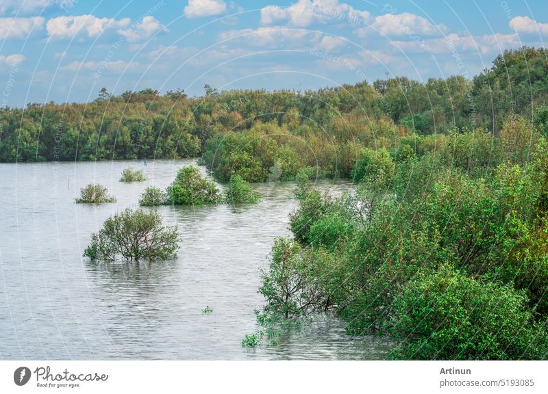 Grüner Mangrovenwald mit Meerwasser und blauem Himmel. Mangroven-Ökosystem. Natürliche Kohlenstoffsenken. Mangroven binden CO2 aus der Atmosphäre. Blaue Kohlenstoff-Ökosysteme. Mangroven absorbieren Kohlendioxid-Emissionen.